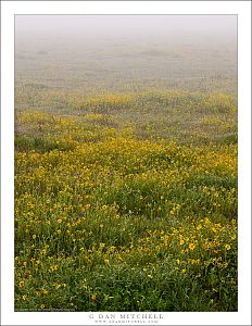 Wildflowers and Fog