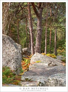 Boulders and Forest