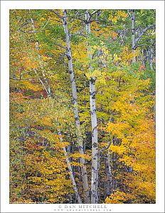 Birch Trunks, Fall Foliage
