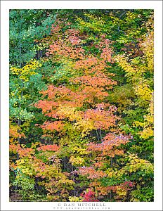 Autumn Trees, New Hampshire