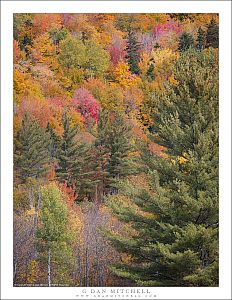 Conifers and Hardwoods, Autumn