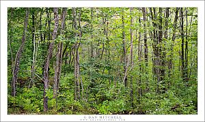 New England Woods #2