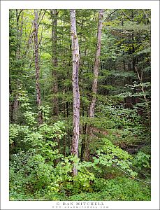 New England Woods #3