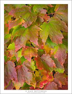 New Hampshire Leaves