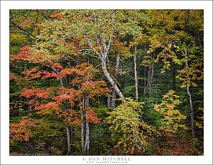 New Hampshire Forest, Autumn