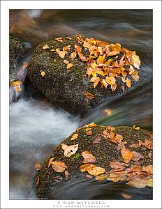 Leaves, Boulders in the Stream