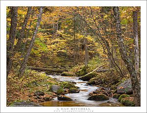 Autumn Forest and Creek