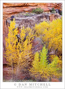 Fall Foliage, Sandstone Canyon