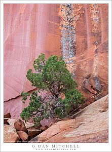 Juniper and Red Rock Cliff