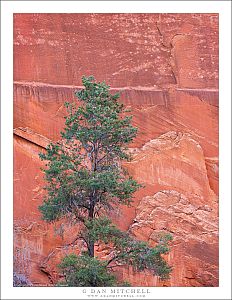 Tree and Sandstone Cliff