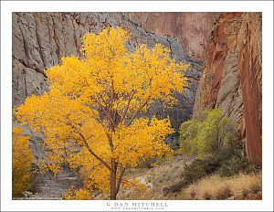 Autumn in the Canyon