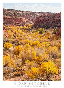 Cottonwood Trees and Redrock Canyon, Autumn