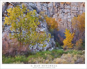 Fall Color, River Canyon