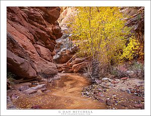 Autumn Trees, Slot Canyon