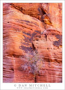 Sculpted Canyon Rock, Plant