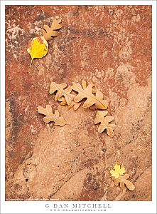 Autumn Leaves, Sandstone