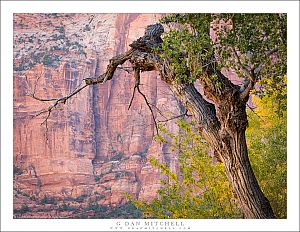 Old Cottonwood and Red Rock Cliffs