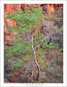 Oak Tree, Red Rock
