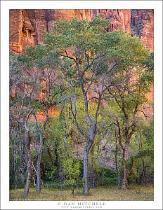 Cottonwood Trees and Red Rock Cliffs