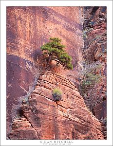 Tree, Red Rock Ledge
