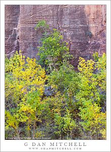 Autumn Color and Sandstone Cliff