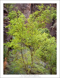 Young Trees, Zion Canyon