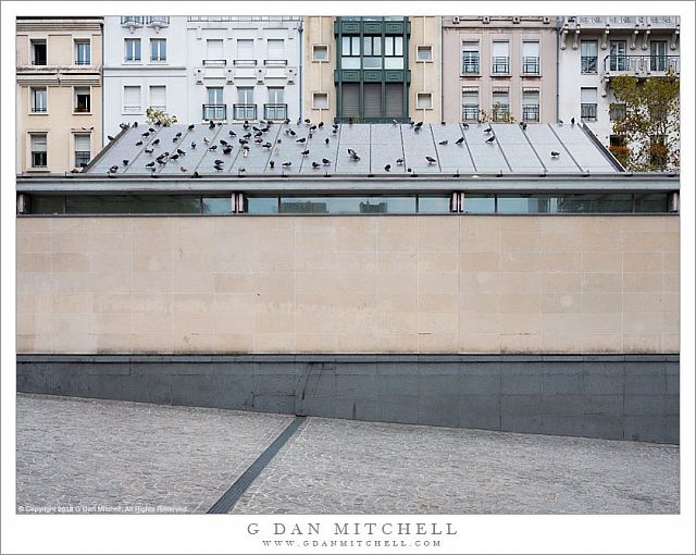 Pigeons on the Roof