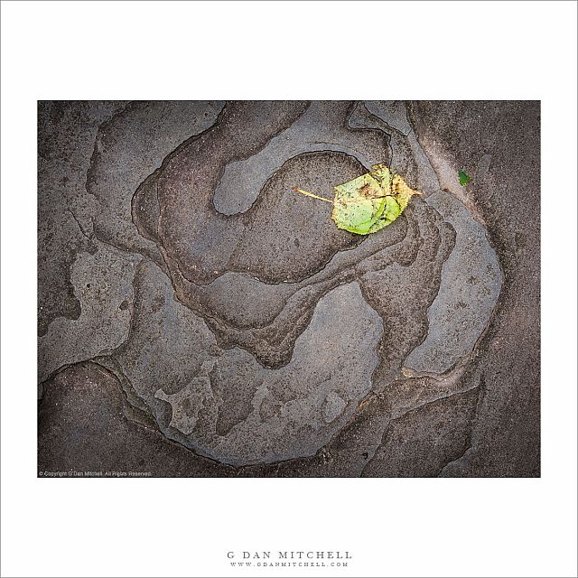 A Fallen Leaf