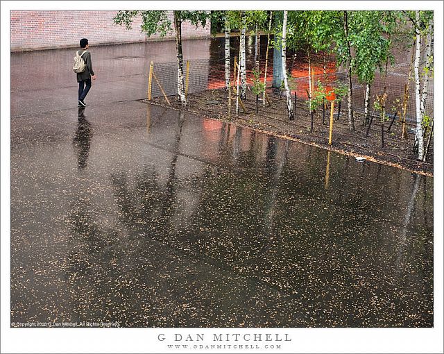 Rain, Fallen Leaves, Reflections