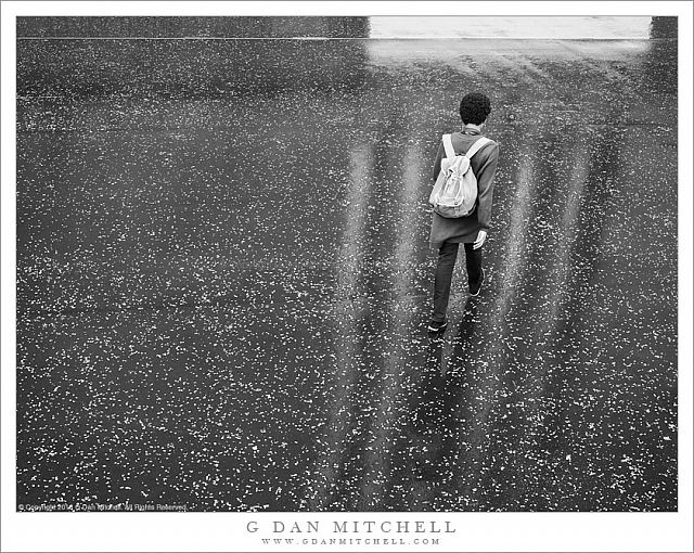 Sidewalk, Leaves, Rain, Reflections