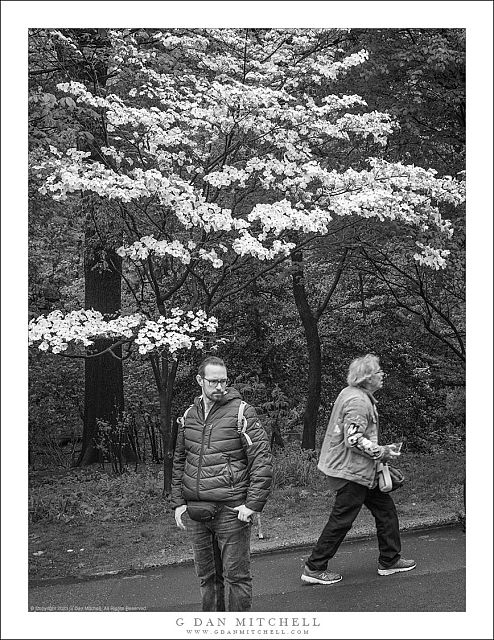 Two Walkers, Dogwood Tree