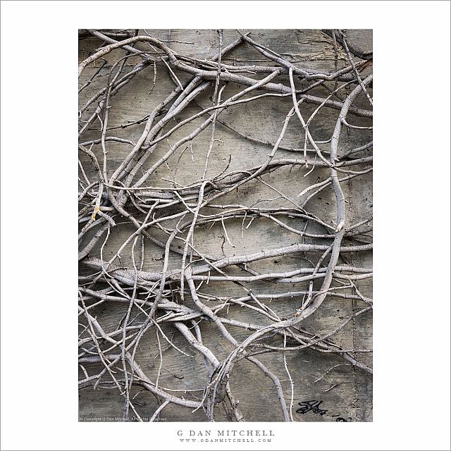 Ivy Roots
