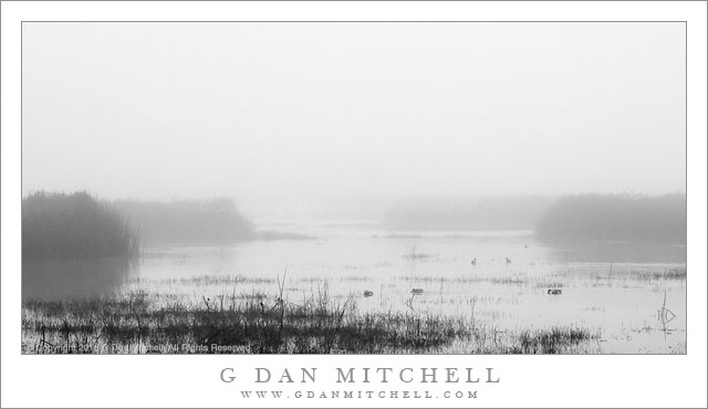 WetlandFogWaterBW20150116