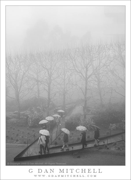 Umbrellas and Fog