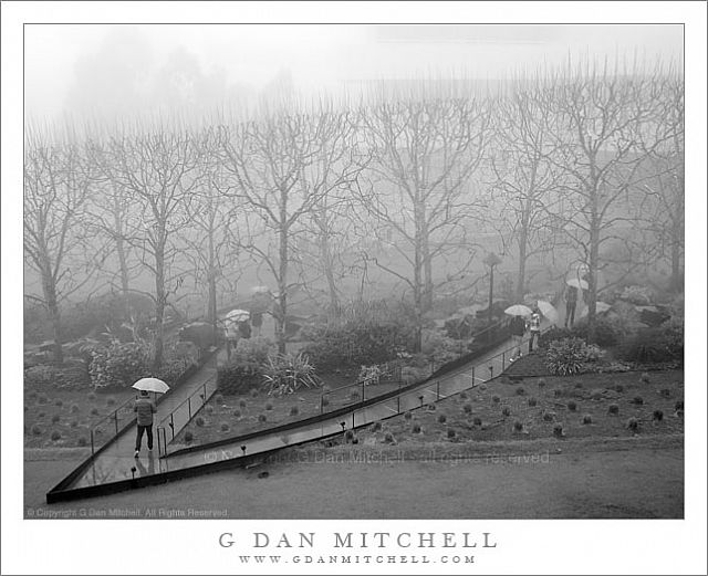 UmbrellasGettyGardenRainScapeBW20091230