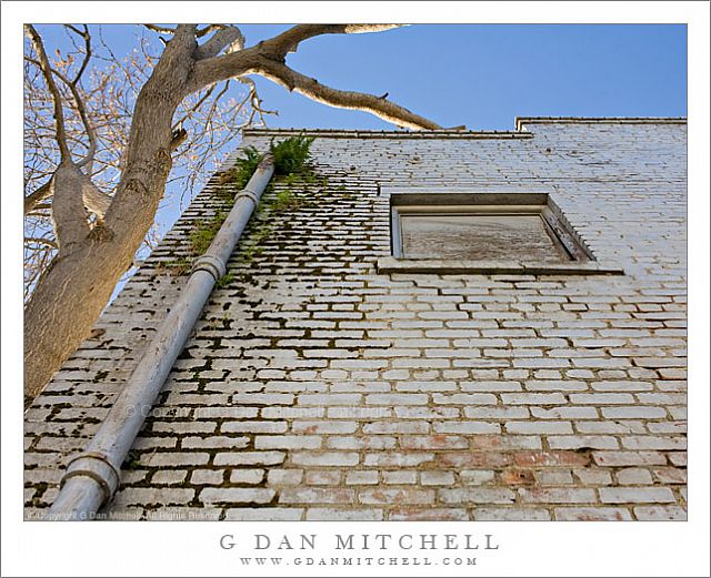 WallPipeWindowTree20090104