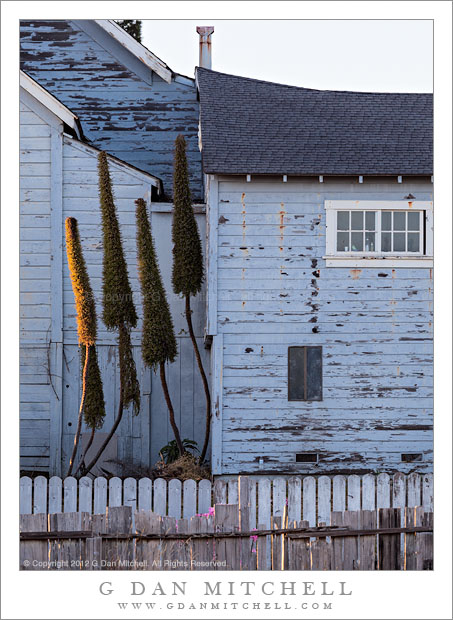 WeatheredBlueBuildingFencePlantMendocino20120828