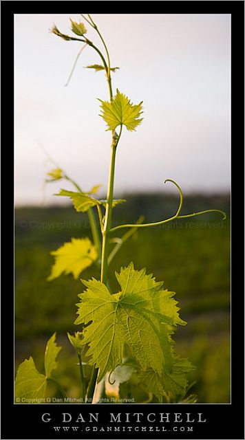 FalknerGrapeLeaves20080504