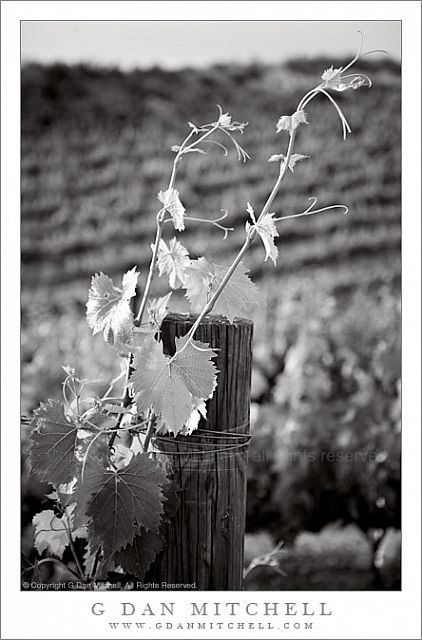 GrapevinePostFalknerBW20080504