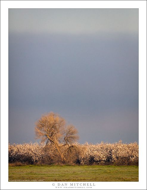 Orchard, Morning Fog