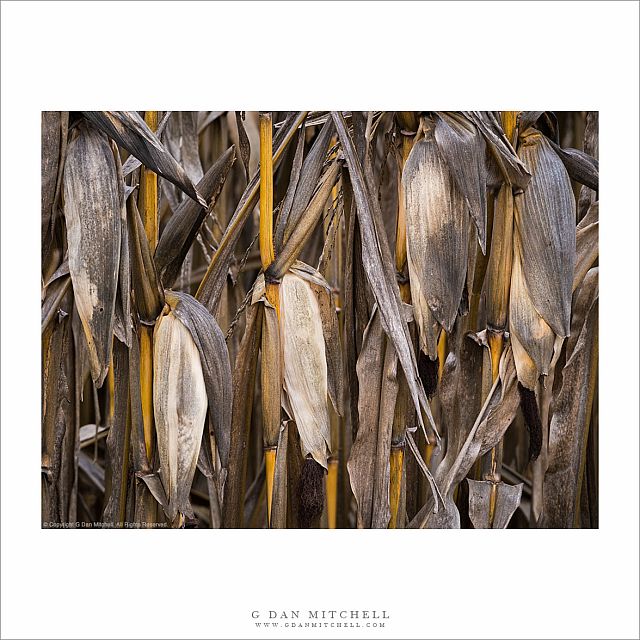 Winter Corn