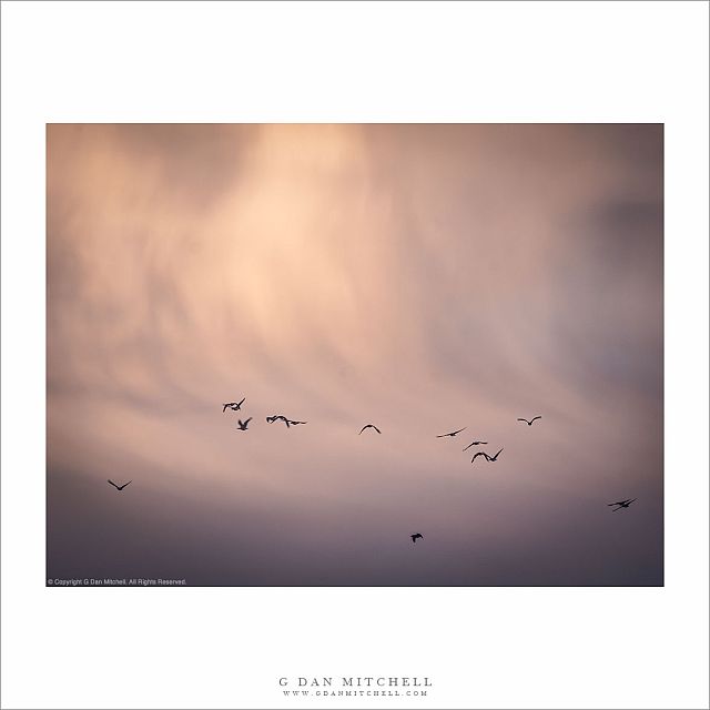 Winter Birds, Virga