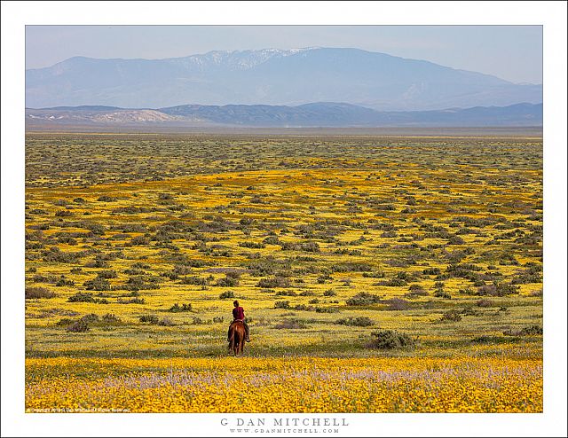 Spring On The Plain