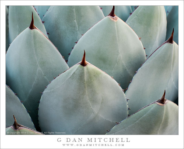 Agave Plants