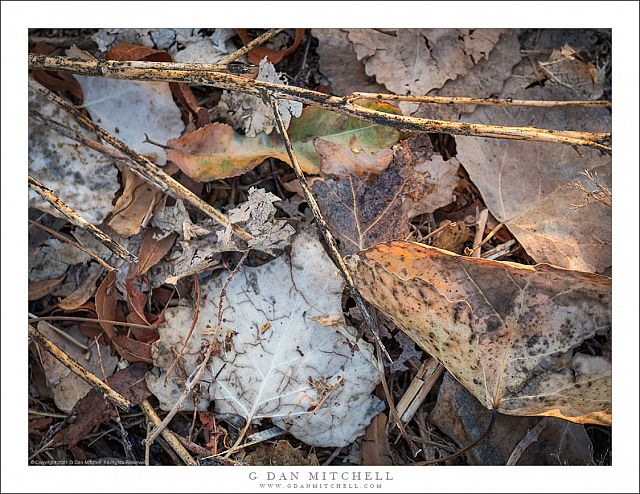 Autumn Leaves, Central Valley