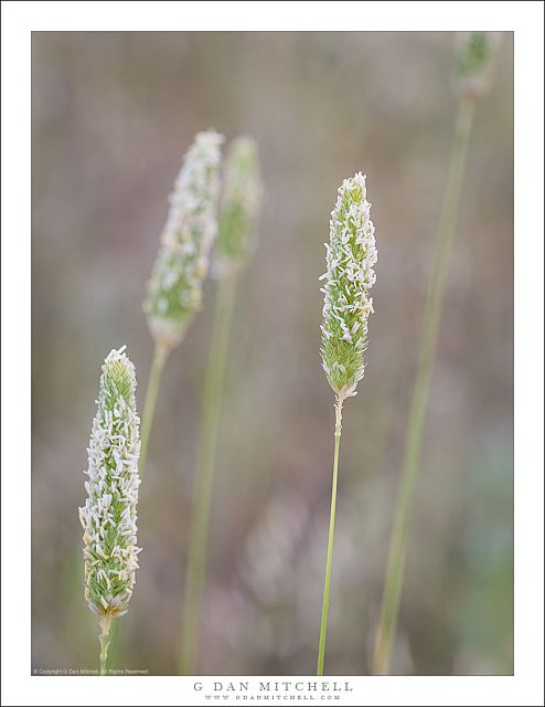 Spring Cattails