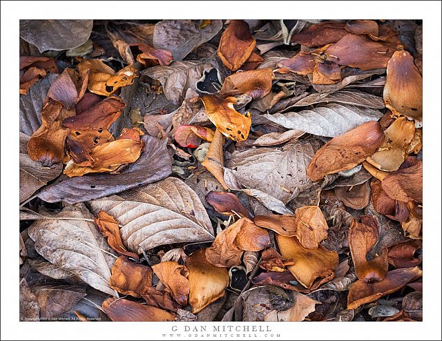 Fallen Leaves