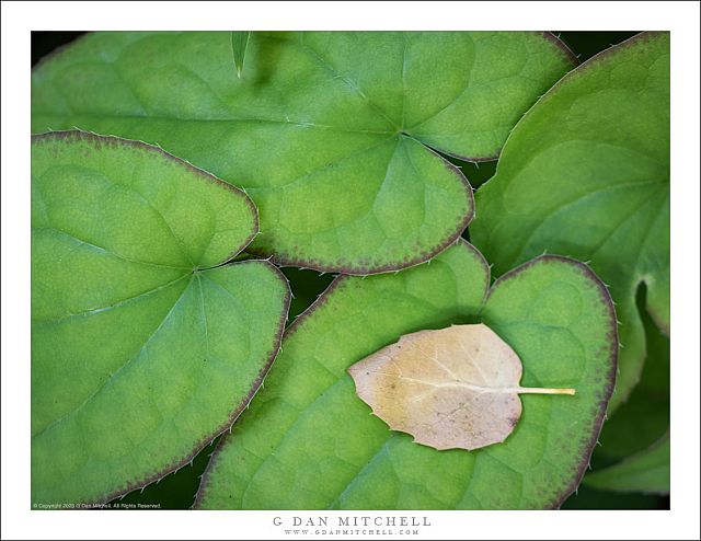 Green and Brown