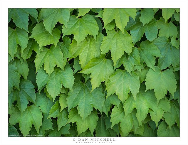 Ivy-Covered Wall