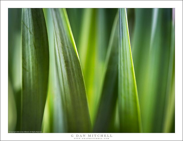 Spring Plants